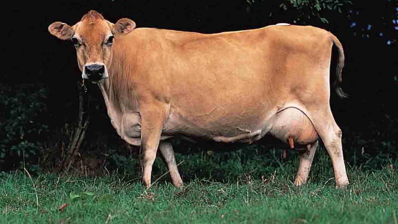 మేలు జాతి పశువుల ఉత్పత్తికి.. కృత్రిమ గర్భధారణ