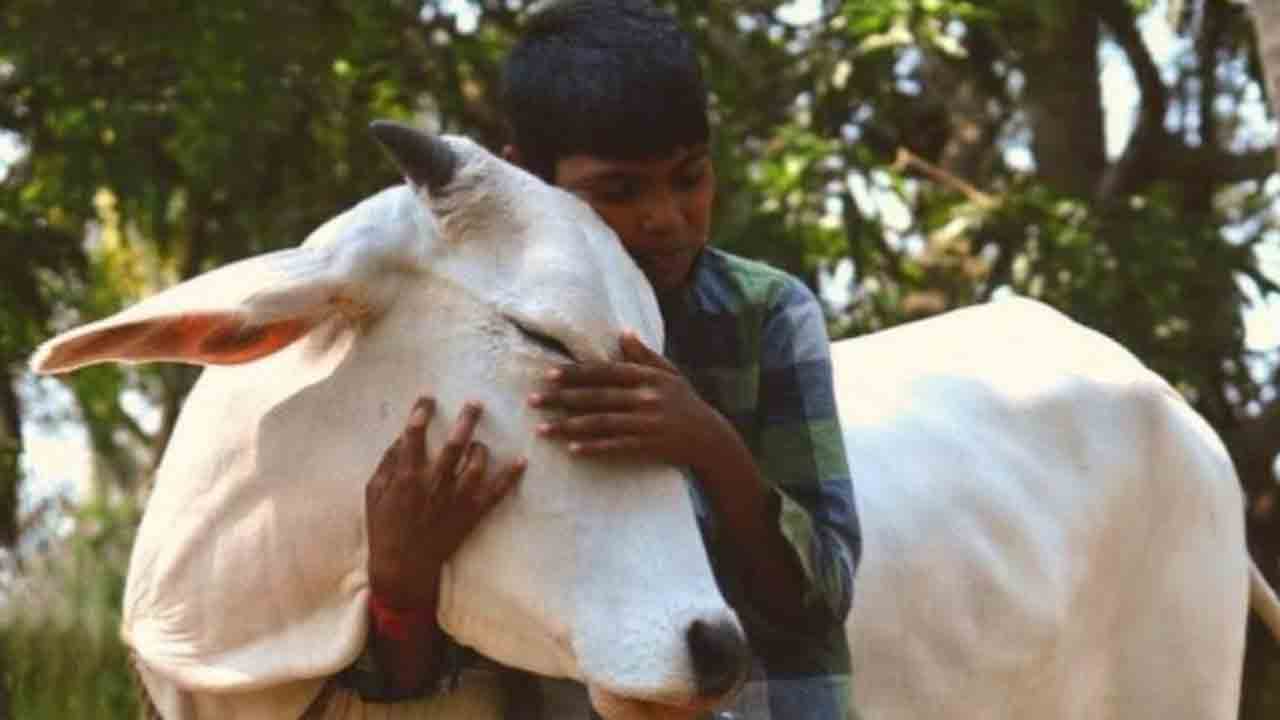 Cow Hug Day | ‘కౌ హగ్ డే’ను వెనక్కి తీసుకోవడంపై కోర్టులో సవాల్‌.. పిటిషన్‌ తిరస్కరణ