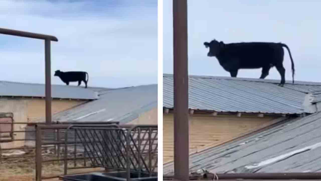Watch: ఇంటి పైకప్పు పైకి ఎక్కిన ఆవు.. వీడియో వైరల్‌