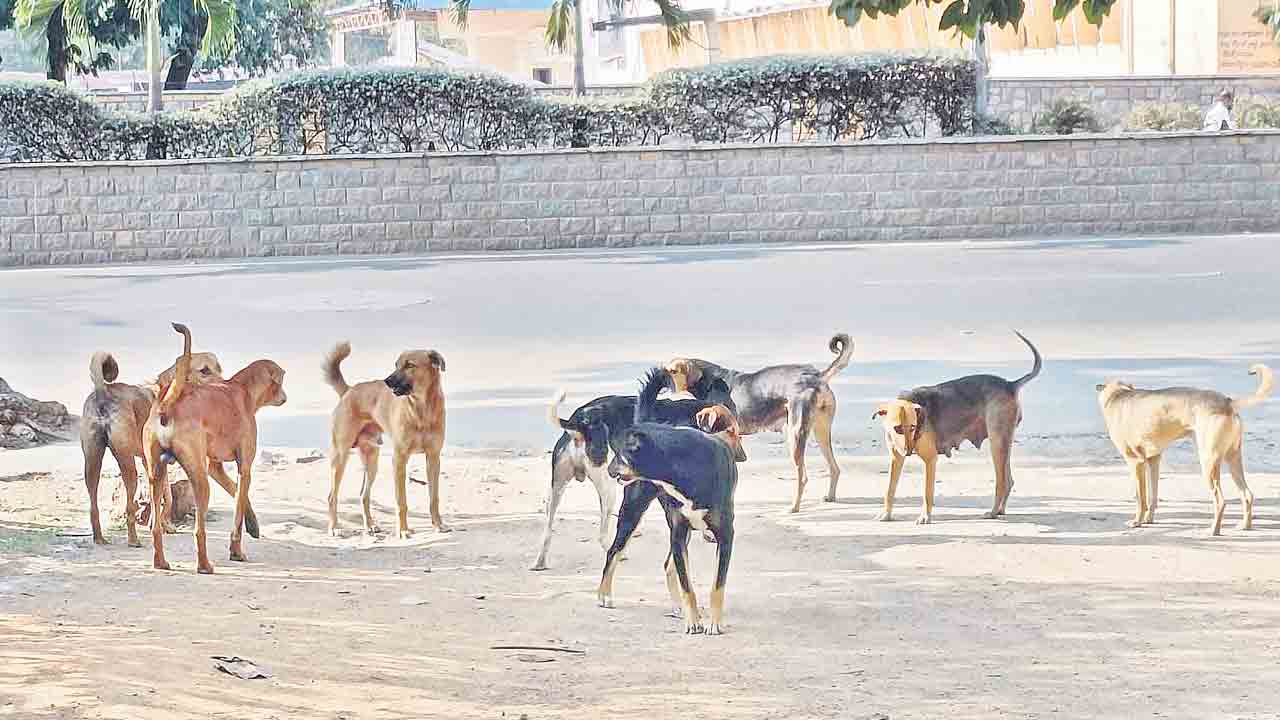 Dog fight | డాగ్‌ ఫైట్‌పై వాట్సాప్‌ గ్రూప్‌లో విమర్శ.. ఒక వ్యక్తిని కాల్చి చంపిన ముగ్గురు