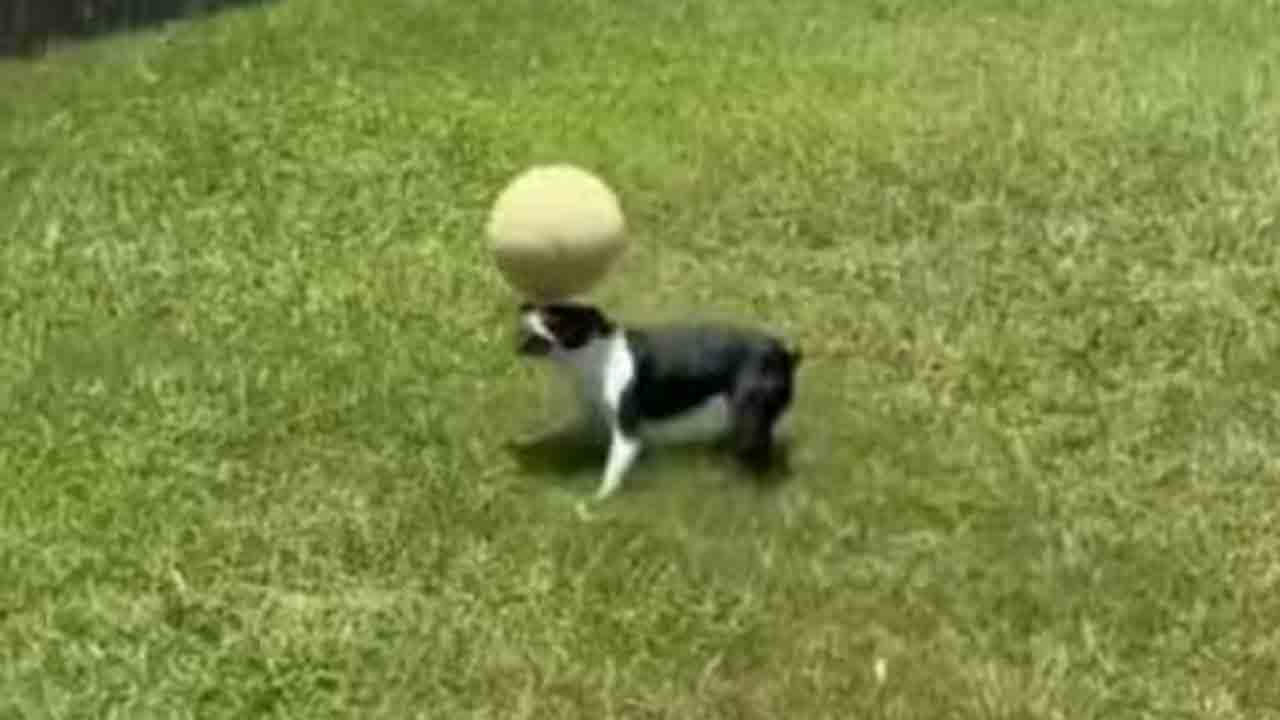 Viral Video | వావ్‌ ఈ కుక్క టాలెంట్‌ సూపర్‌.. బంతాట ఎంత బాగా ఆడుతుందో చూడండి