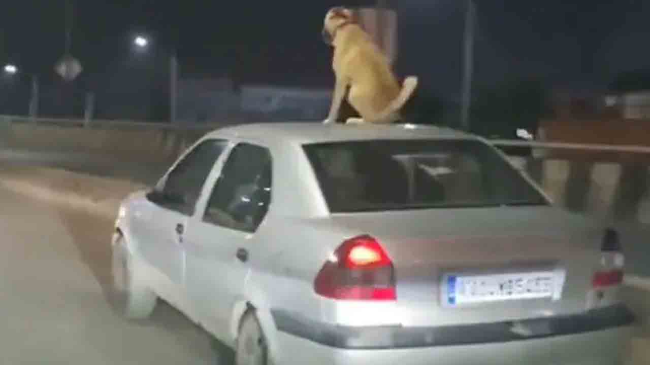 Viral Video: కదులుతున్న కారుపై కుక్క.. ఓనర్‌పై మండిపడిన నెటిజన్లు