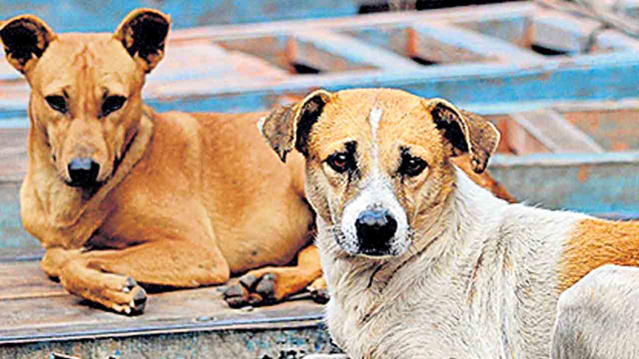 వీధి కుక్కలకు స్టెరిలైజేషన్‌.. ఫిర్యాదులకు డయల్‌ 040- 21111111