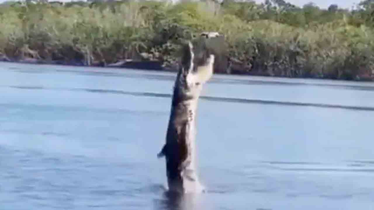 Crocodile Vs Drone | డ్రోన్‌ను పట్టుకునేందుకు మొసలి ఎలా ప్రయత్నించిందో చూడండి