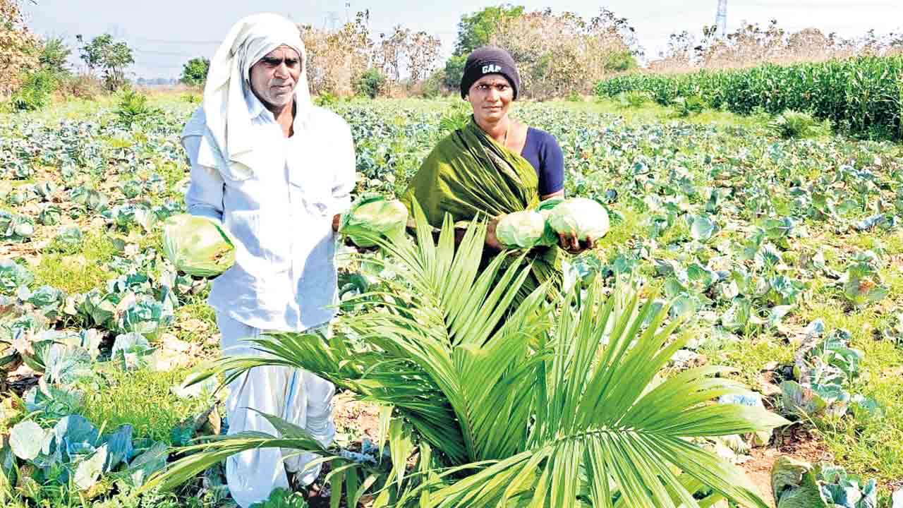 అంతర సాగు.. ఆదాయం బాగు..