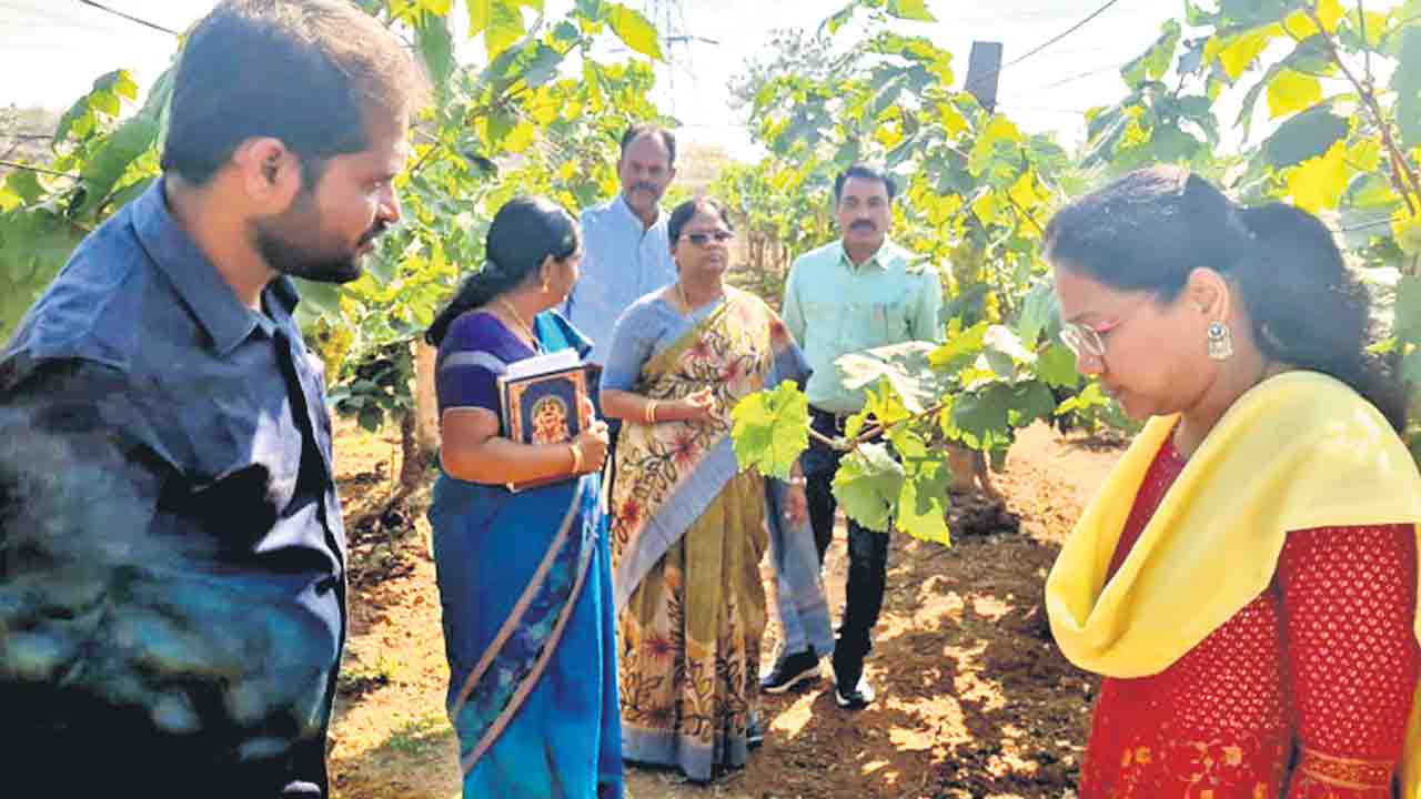 ద్రాక్షలో పోషకాలు పుష్కలం