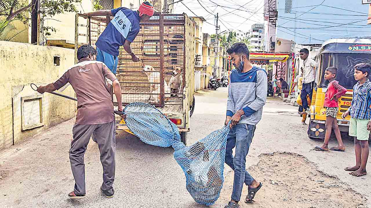 వీధి కుక్కలకు స్టెరిలైజేషన్‌