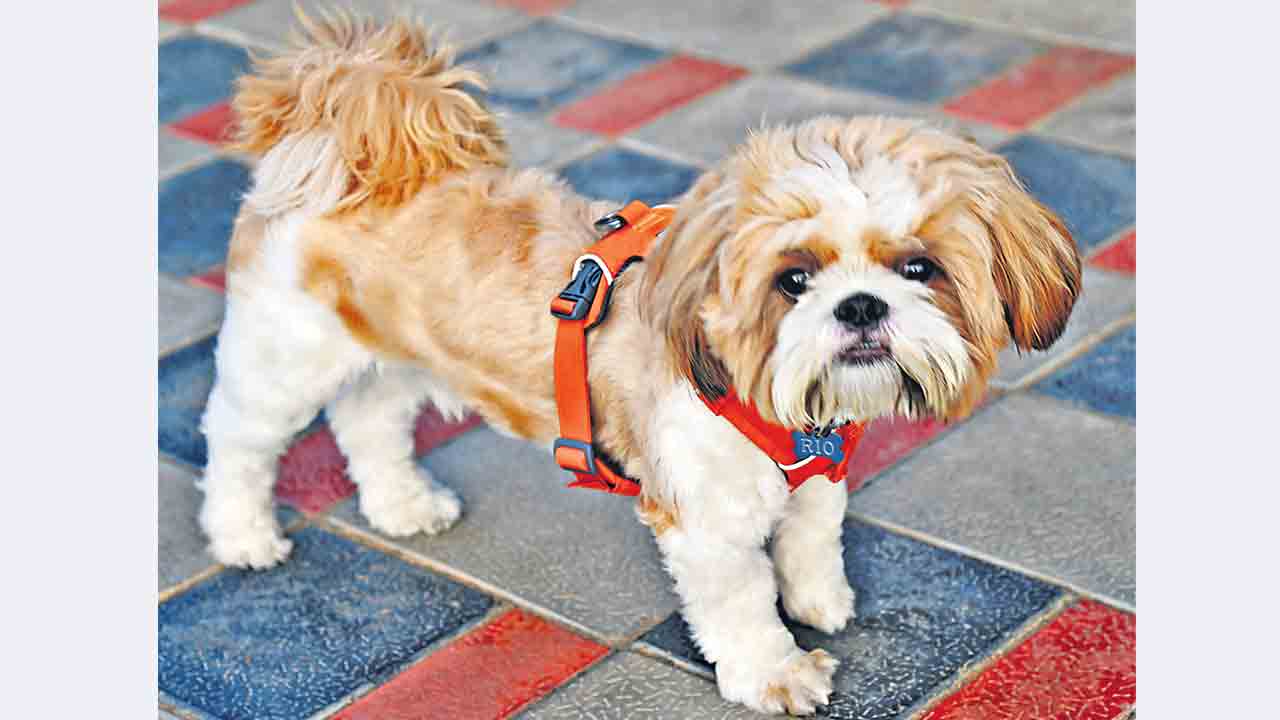 Stray Dogs | ఇకపై పెంపుడు కుక్కలకు గుర్తింపు కార్డులు.. కీలక నిర్ణయం