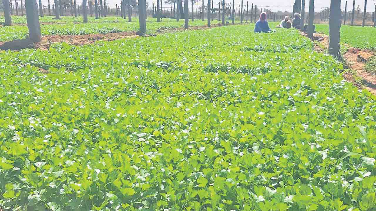 ఉద్యాన రైతులకు.. సర్కారు ఊతం