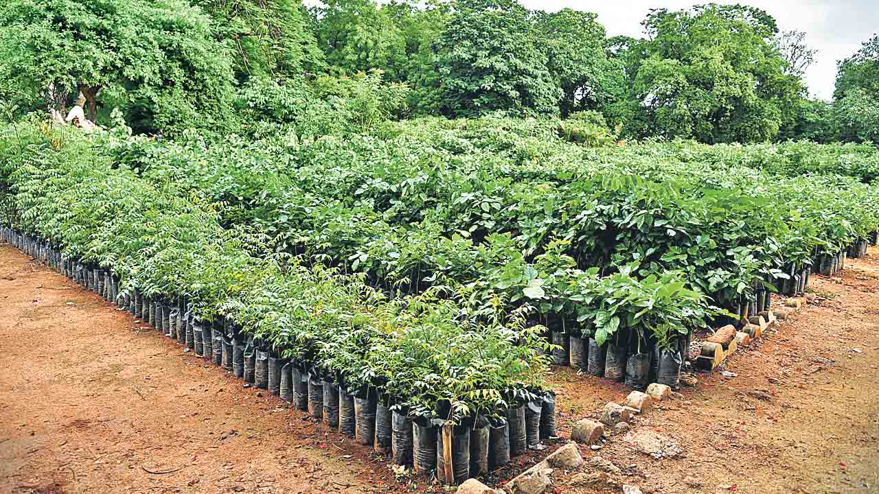 హరిత తెలంగాణకు అందలం