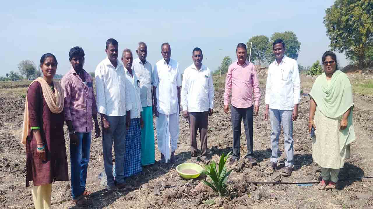 ఆయిల్‌ పామ్‌ సాగుకు ప్రభుత్వ ప్రోత్సాహం