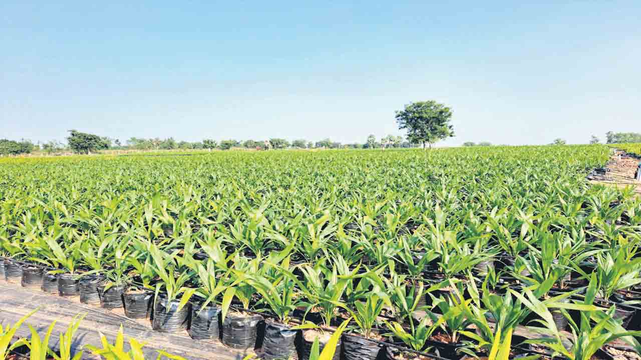 ఉమ్మడి జిల్లాలో ఆయిల్‌ పామ్‌ సాగు లక్ష్యం