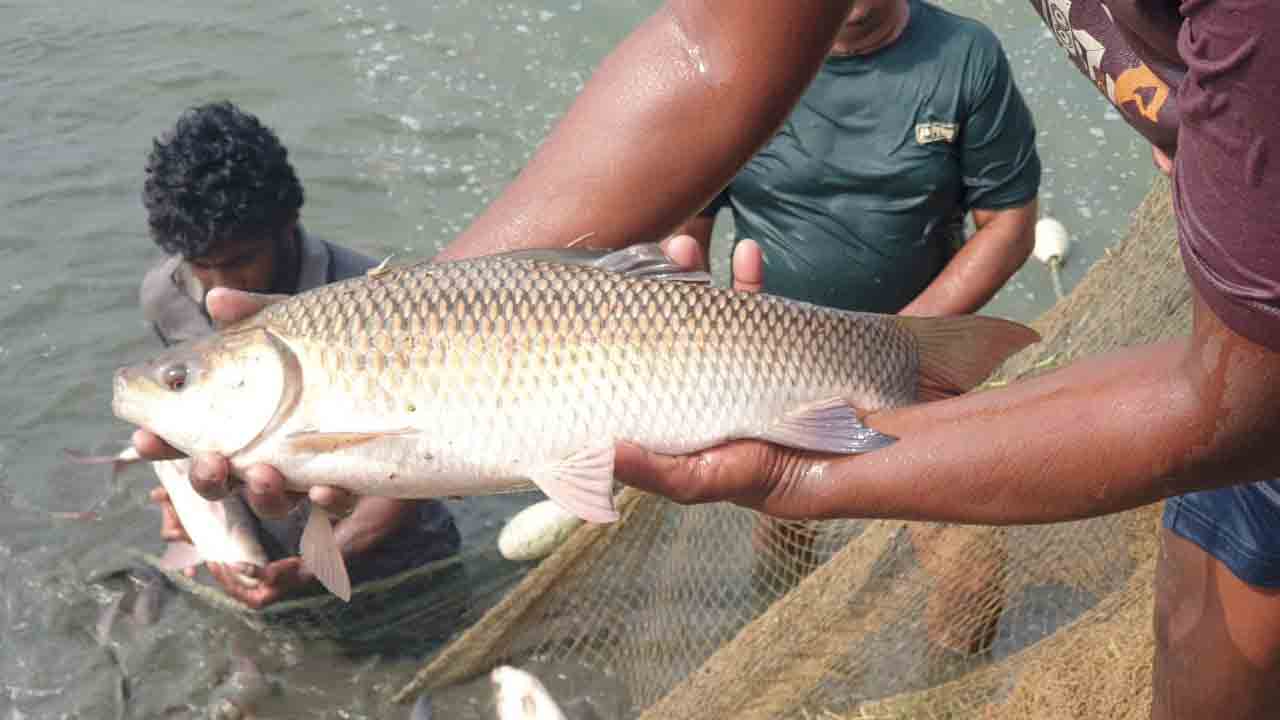 చేపల వేటే వారి జీవనాధారం.. గంగపుత్రులుగా మారిన గిరిజనులు