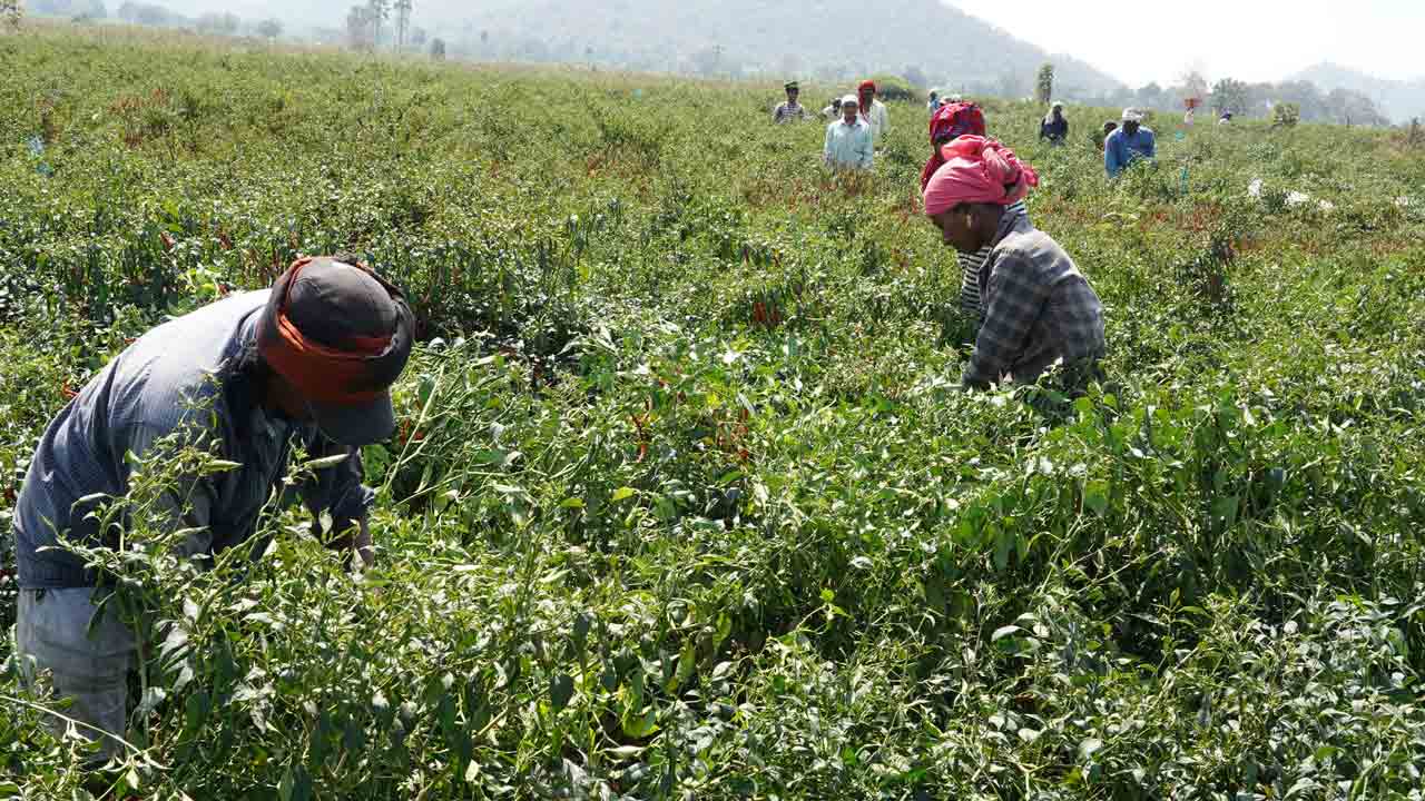 ఆ ఊళ్లో అందరూ రైతులే.. వ్యవసాయం దండగ కాదు.. పండగ అని నిరూపిస్తున్న అనంతారం ప్రజలు