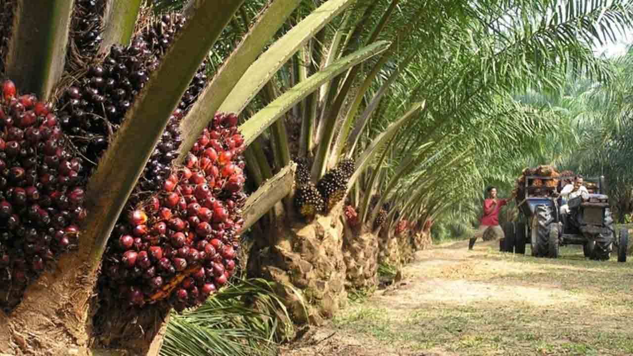 ఆయిల్ఫామ్