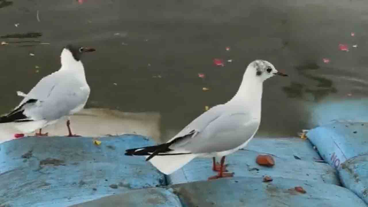 ప్రయాగ్‌రాజ్‌కు వలస పక్షుల సందడి.. గంగమ్మ ఒడిలో కొత్త అందాలు.. వీడియో