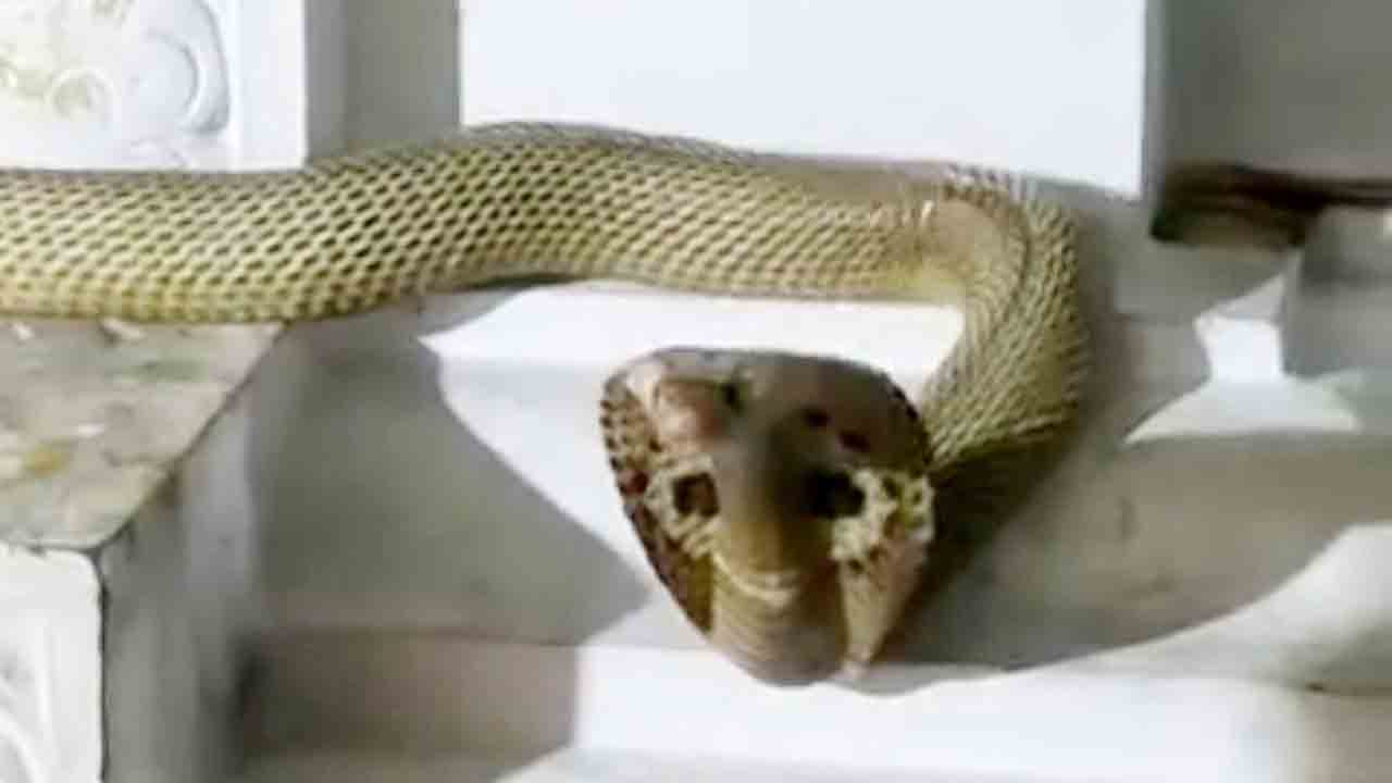 శివరాత్రి పూట శివాలయంలోకి నాగుపాము.. పదకొండేండ్లుగా ఇదే వరుస.. దర్శనానికి భక్తుల బారులు