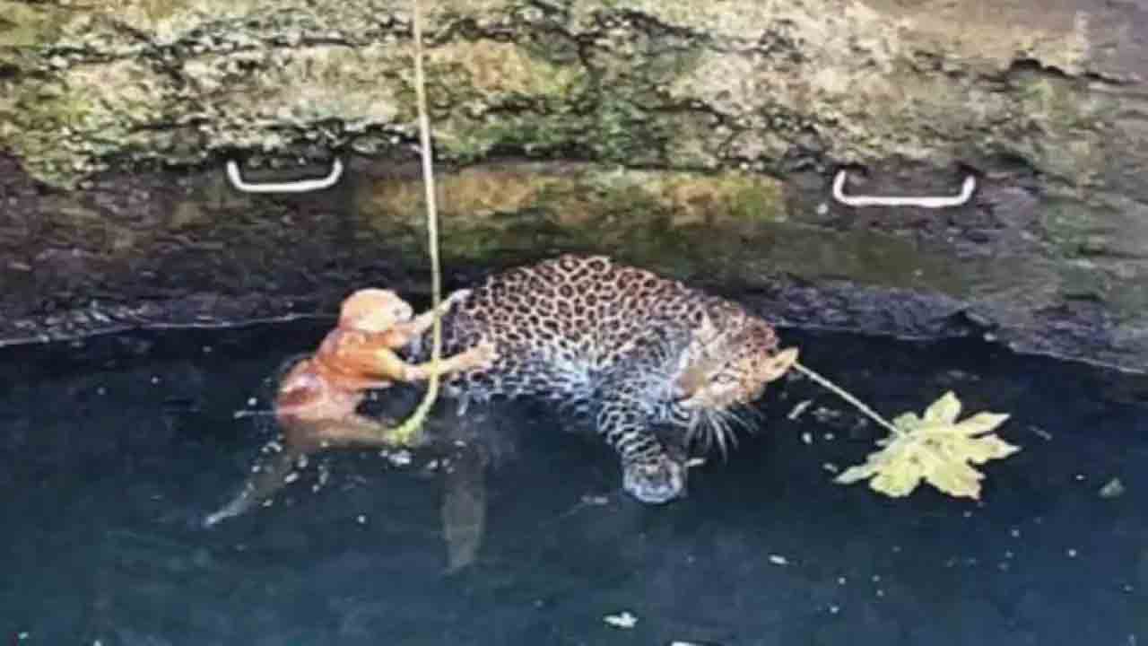 బావిలోపడిన చిరుత, పిల్లి.. రక్షించిన అటవీ సిబ్బంది