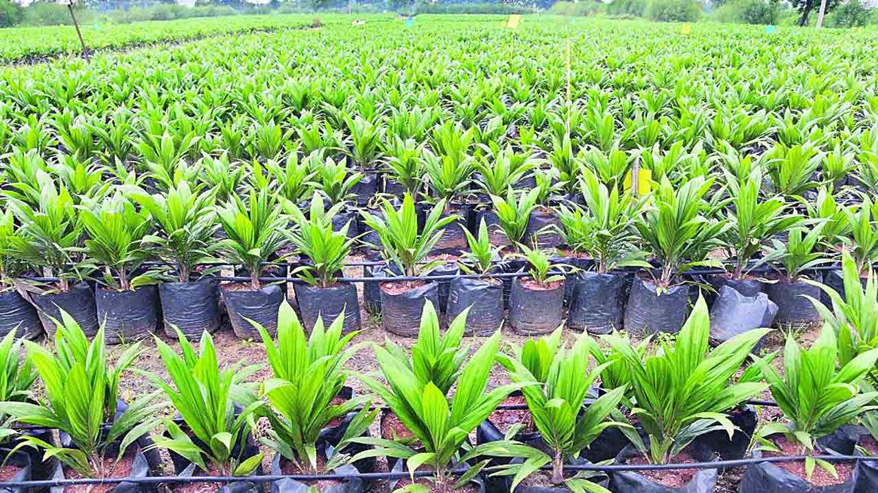 ఆయిల్‌పామ్‌ నర్సరీ @ సెంట్రల్ జైల్