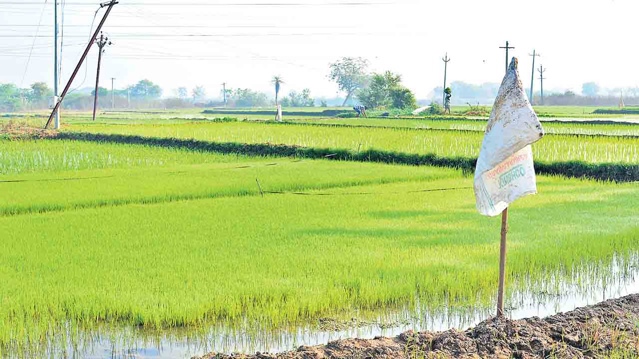 రాష్ట్రంలో 117 శాతం పెరిగిన సాగు విస్తీర్ణం