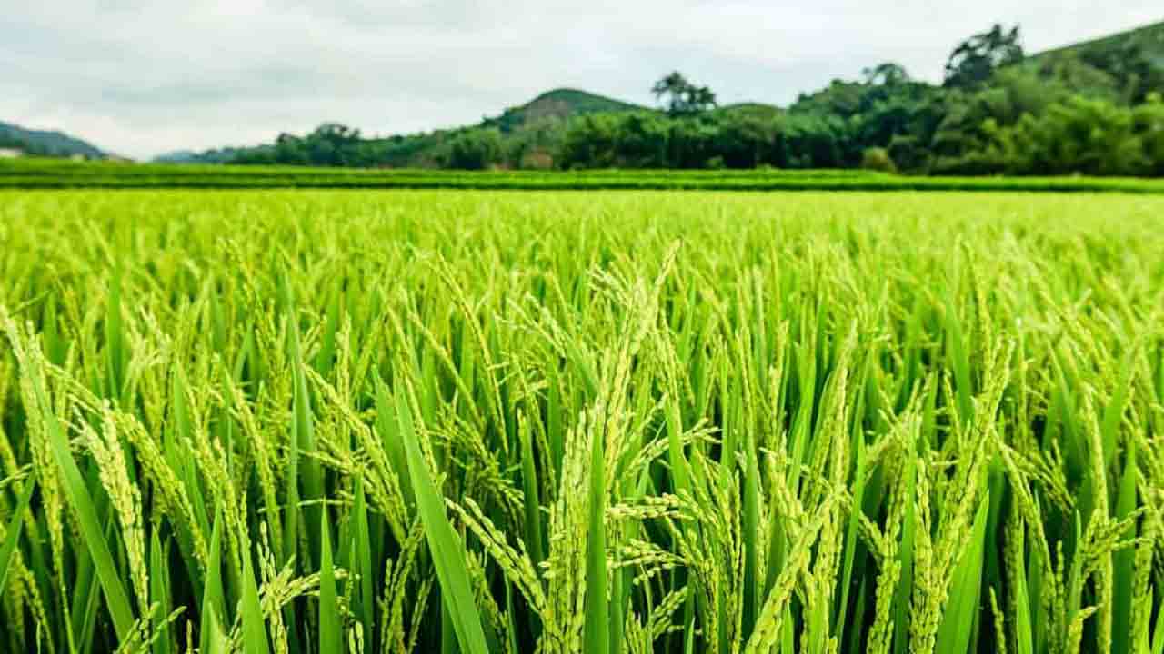 59 లక్షల ఎకరాల్లో యాసంగి సాగు