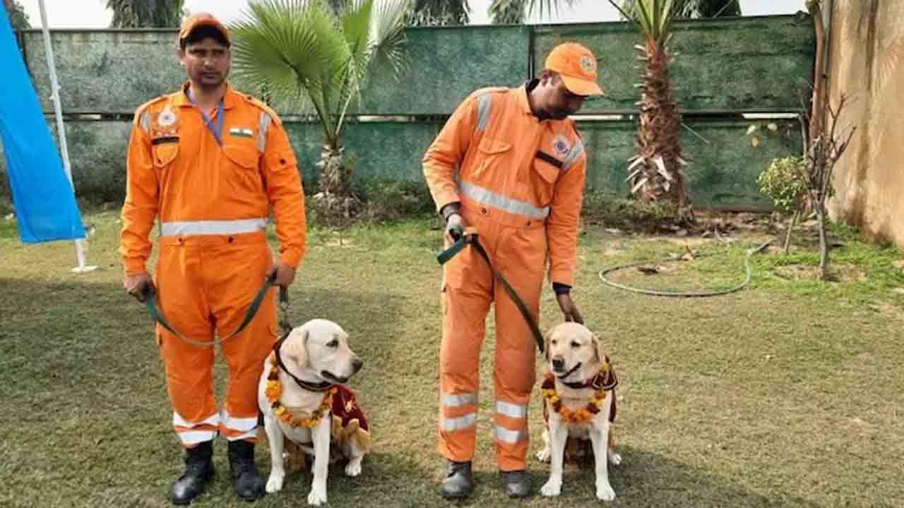 Turkey Earthquake | పదిరోజుల రెస్క్యూ ఆపరేషన్‌ అనంతరం.. భారత్‌ చేరుకున్న హానీ, రాంబో