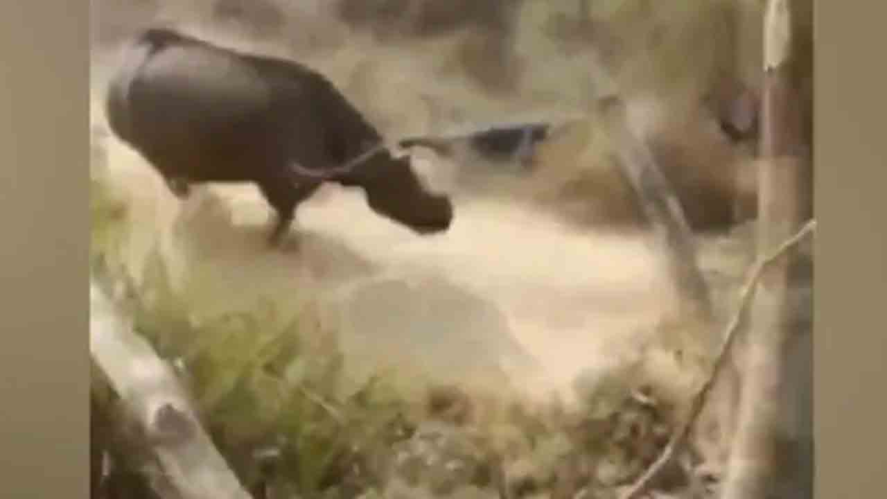 Watch: జనాన్ని తరిమిన ఖడ్గమృగం.. ఇద్దరికి గాయాలు