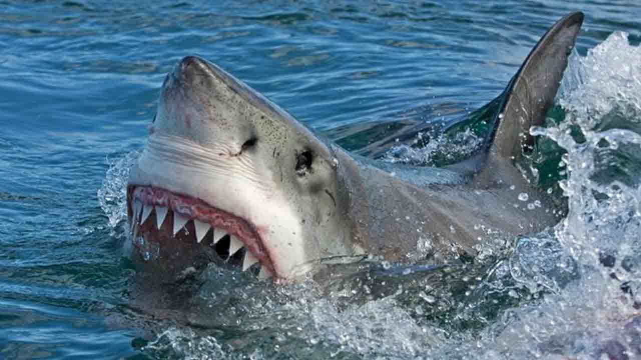 డాల్ఫిన్‌లతో ఈదేందుకు నదిలో దూకిన 16 ఏండ్ల బాలిక.. దాడి చేసి చంపిన సొరచేప..!