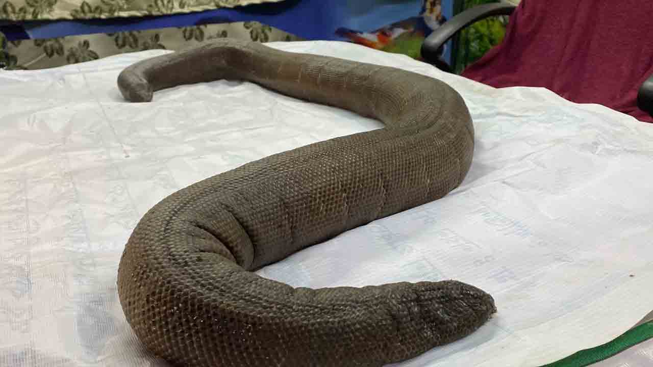 అక్రమంగా శిఖండి తరలింపు.. పట్టుకున్న పోలీసులు.. నలుగురు అరెస్ట్‌