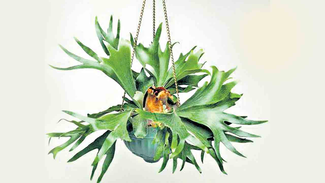 జింక కొమ్ముల చెట్టు