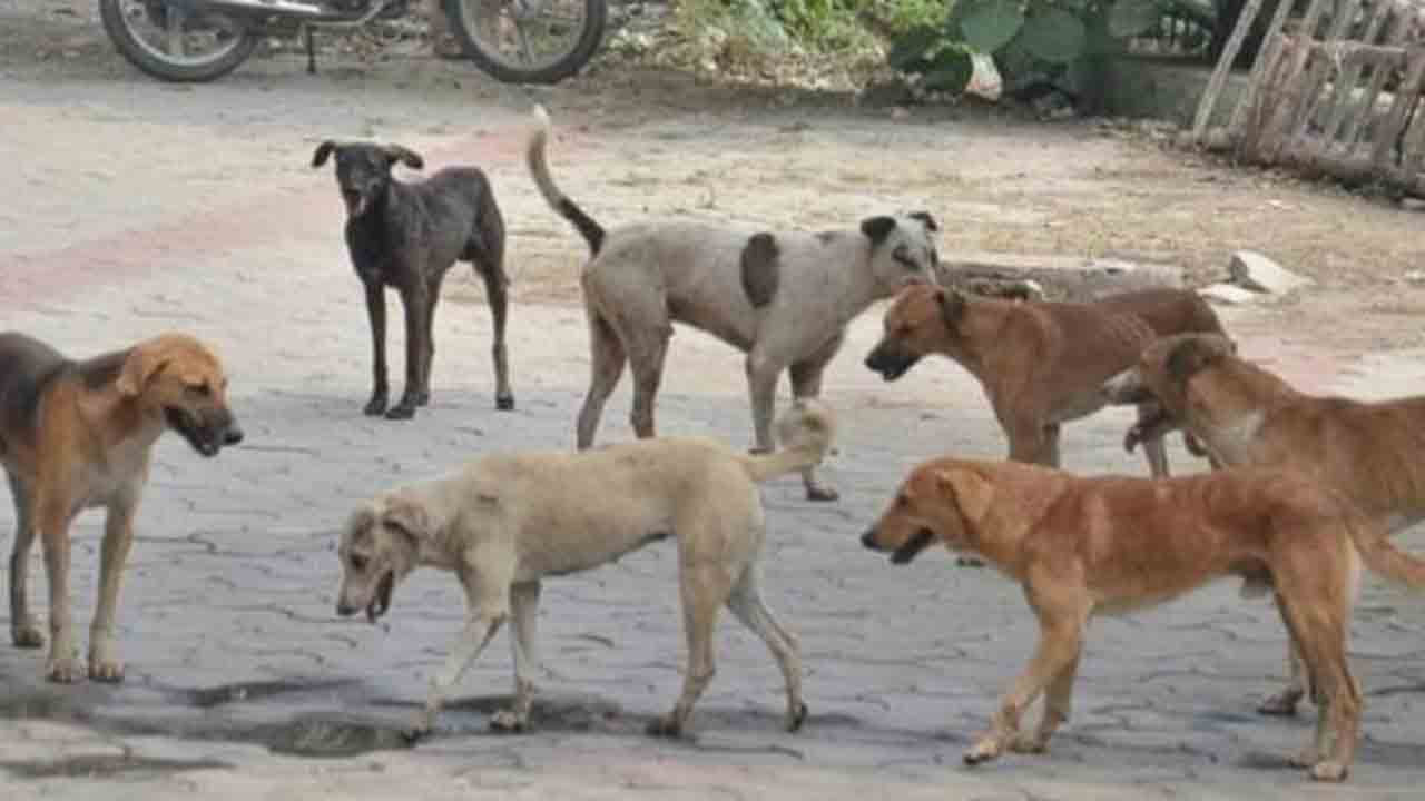 కరీంనగర్లో నాలుగేండ్ల చిన్నారిపై వీధి కుక్కల దాడి