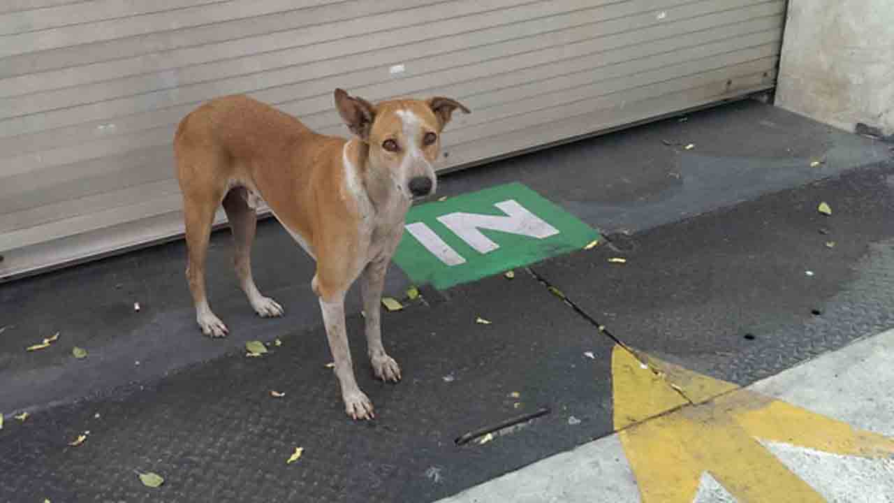 Stray Dog Kills Infant | రాజస్థాన్‌లో దారుణం.. ఆస్పత్రిలో తల్లి పక్కలోంచి పసికందును ఎత్తుకెళ్లి చంపిన వీధి కుక్క
