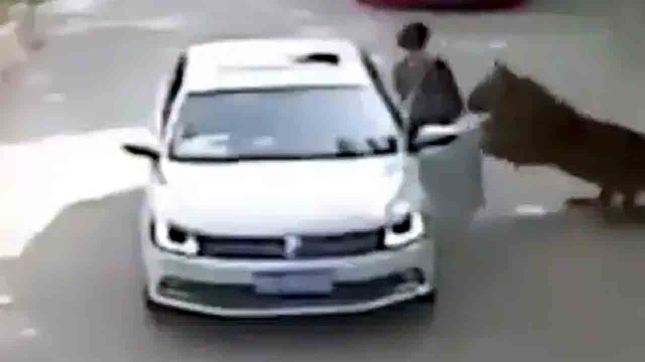 Viral Video | షాకింగ్‌.. మహిళను లాక్కెళ్లిన పులి..! వీడియో వైరల్‌