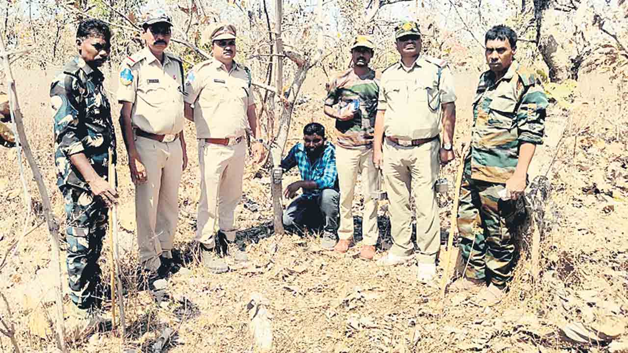 పిప్పల్కోటి అడవి దారిలో కనిపించిన పులులు