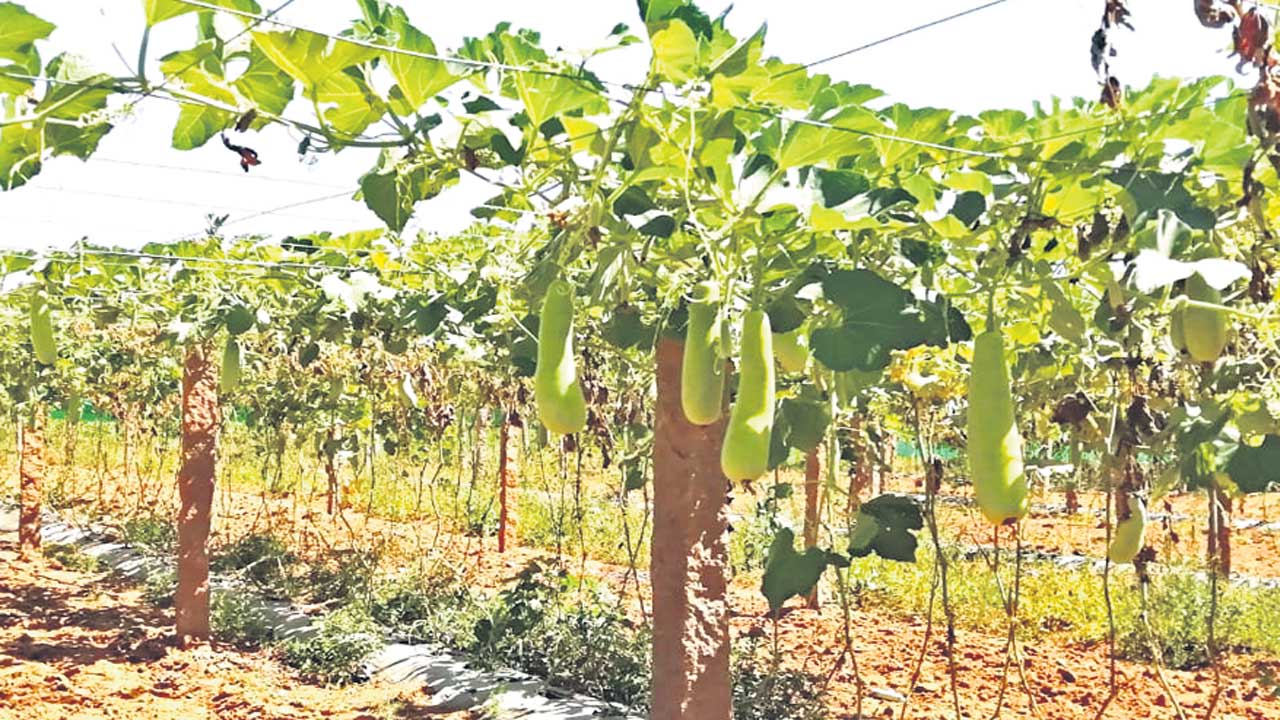 Agriculture | రెండెకరాల పొలంతోనే లాభాలు.. పందిరి సాగుతో ఆదర్శంగా నిలుస్తున్న రైతన్న
