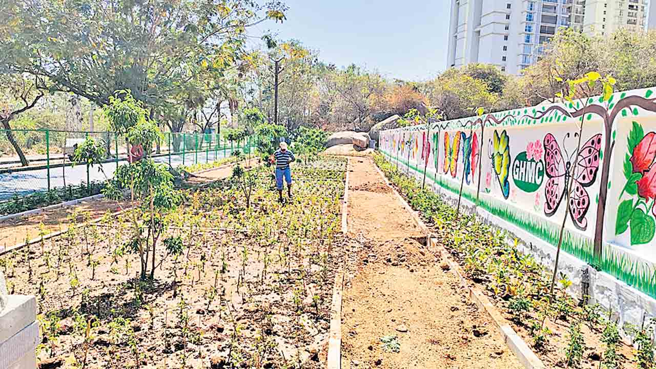కేపీహెచ్‌బీ కాలనీలో.. ‘సీతాకోక చిలుక’ల పార్కు