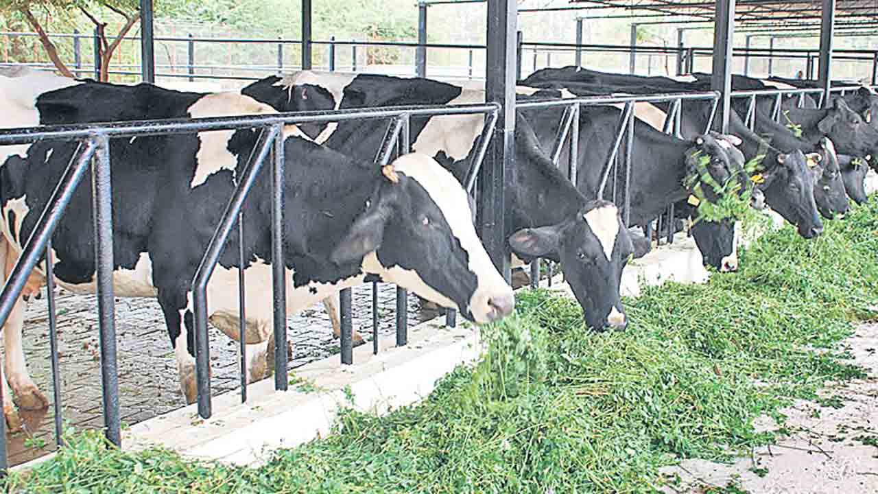 పశుగ్రాసానికి.. పరేషానొద్దు