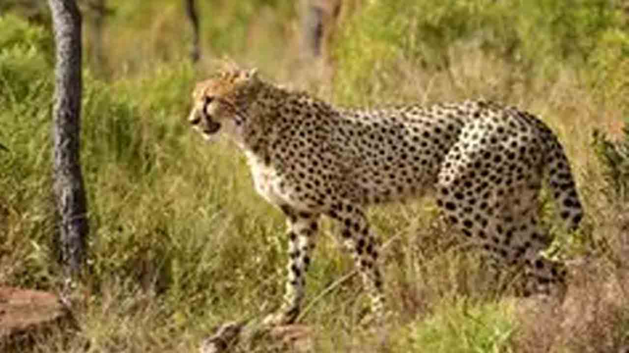 Cheetah Attack | చిరుత దాడిలో లేగదూడ మృతి
