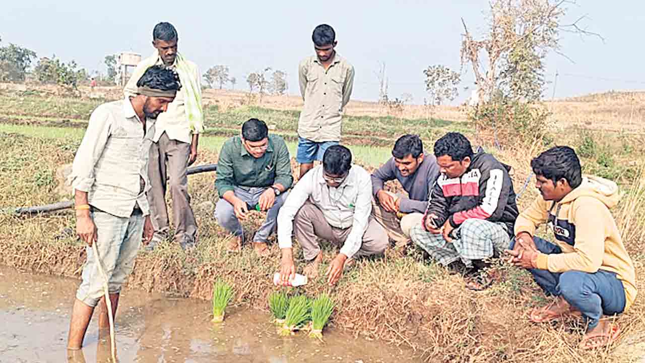 సస్యరక్షణ చర్యలు పాటిస్తే ‘మొగి పురుగు’ పరార్‌