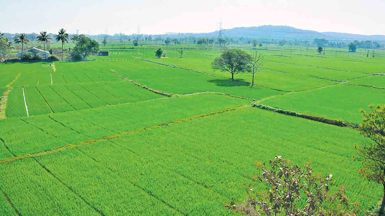 Telangana Agriculture | ఉమ్మడి ఏపీ, తెలంగాణ వ్యవసాయ చరిత్రలో ఇదే ఆల్‌టైమ్‌ రికార్డు.. 8 ఏండ్లలో ఎంత మార్పు!