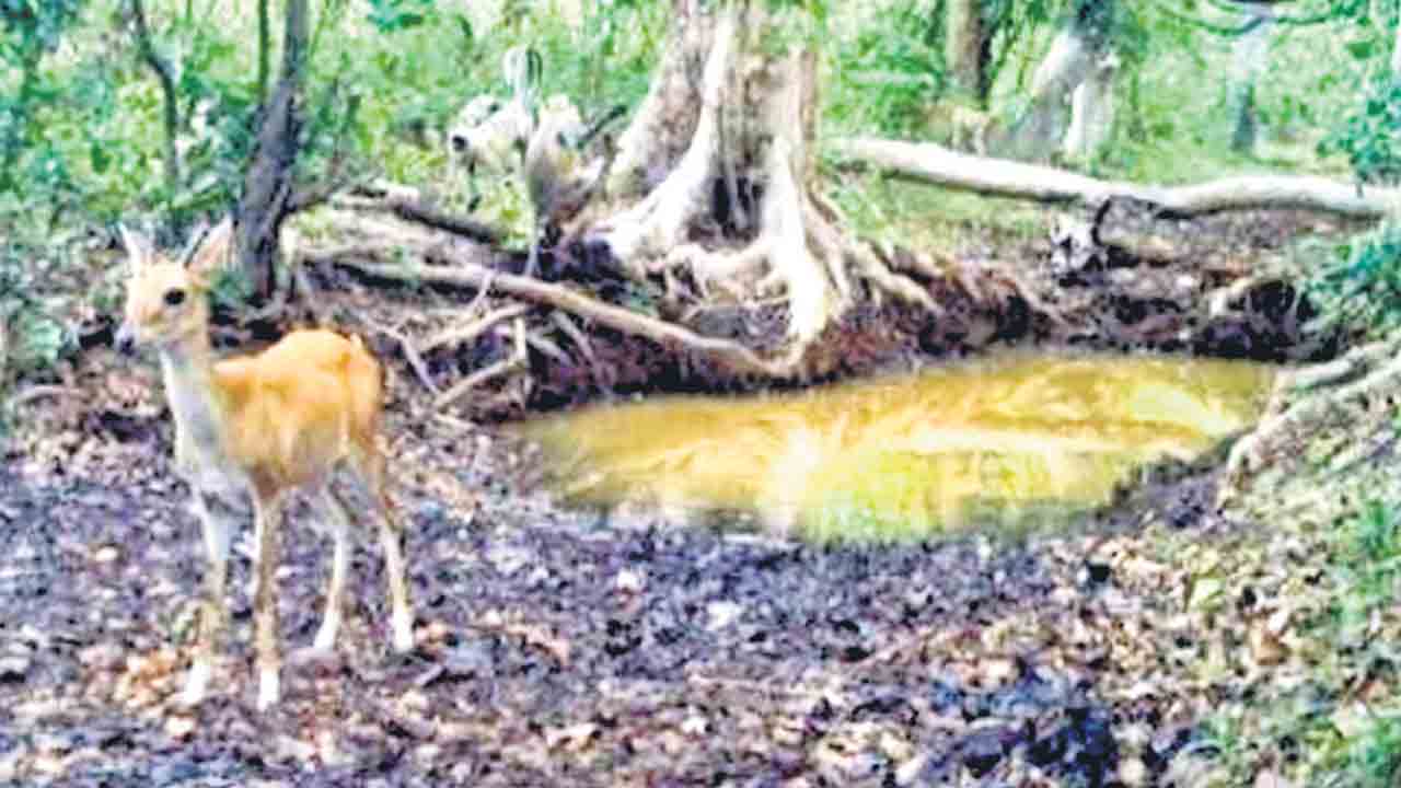 తడోబా టూ కాగజ్ నగర్