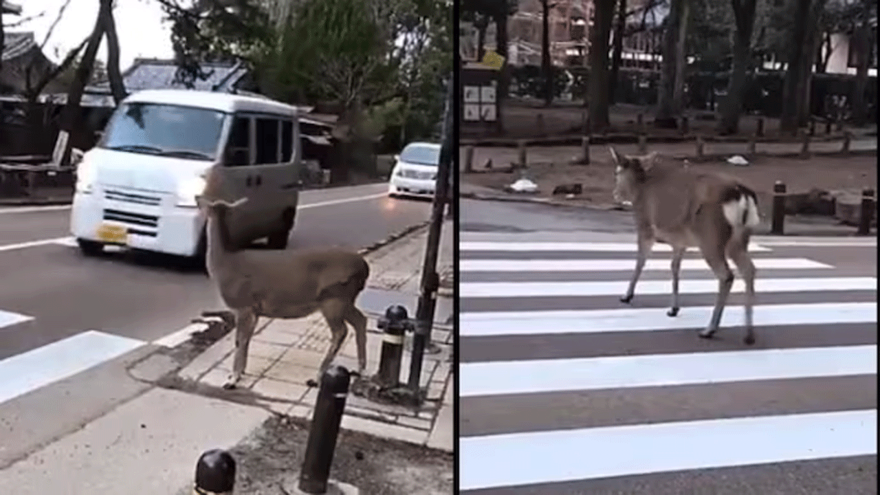 Viral Video | రోడ్డు క్రాస్ చేసే ముందు ట్రాఫిక్ నిలిచేవర‌కూ వేచిచూసిన జింక‌