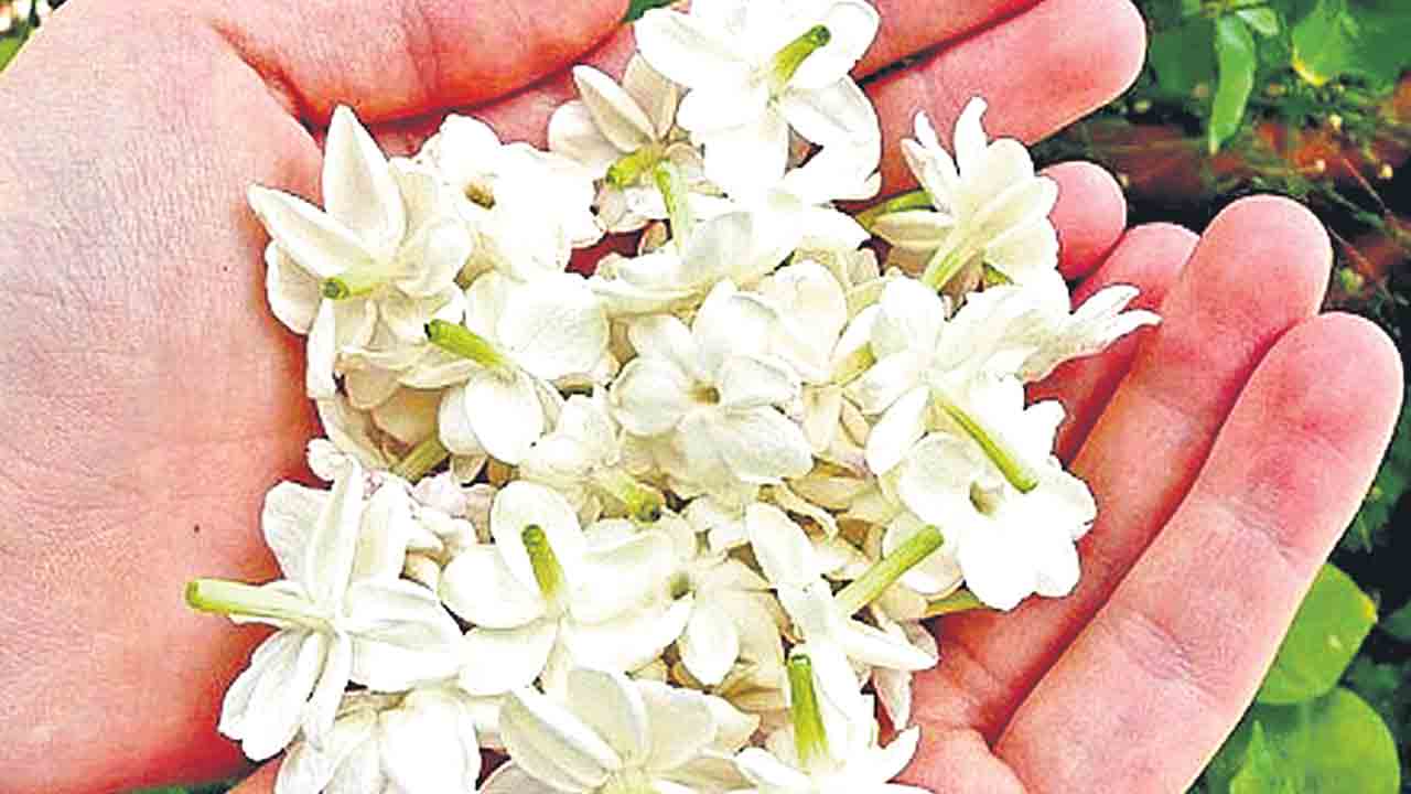 మల్లెల పరిమళం