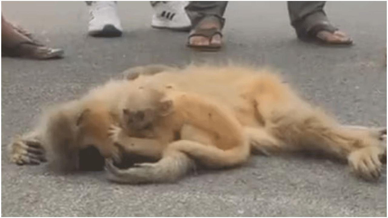 Viral Video | త‌ల్లిని కోల్పోయి త‌ల్ల‌డిల్లిన బుల్లి వానరం..!