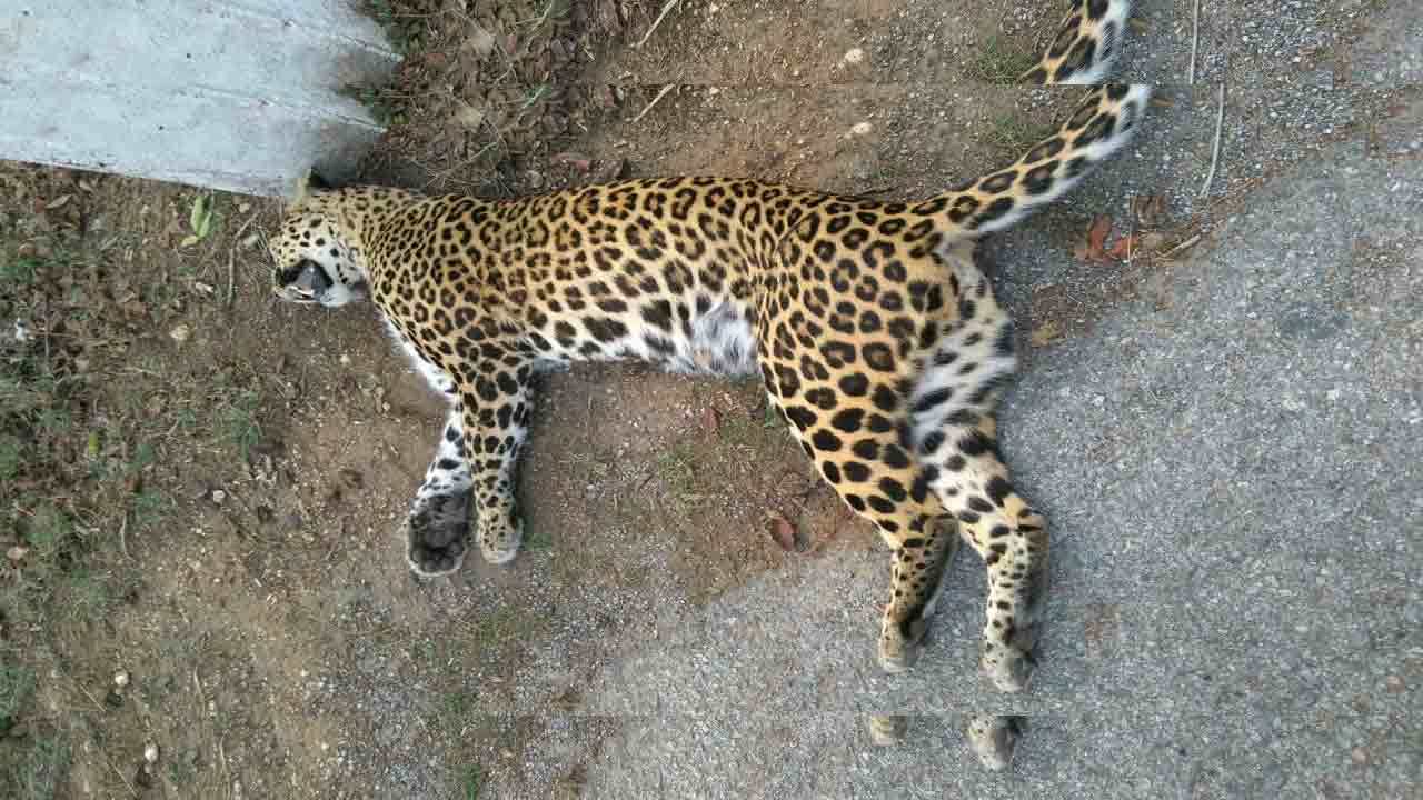 నిజామాబాద్‌లో గుర్తుతెలియని వాహనం ఢీకొని చిరుత మృతి