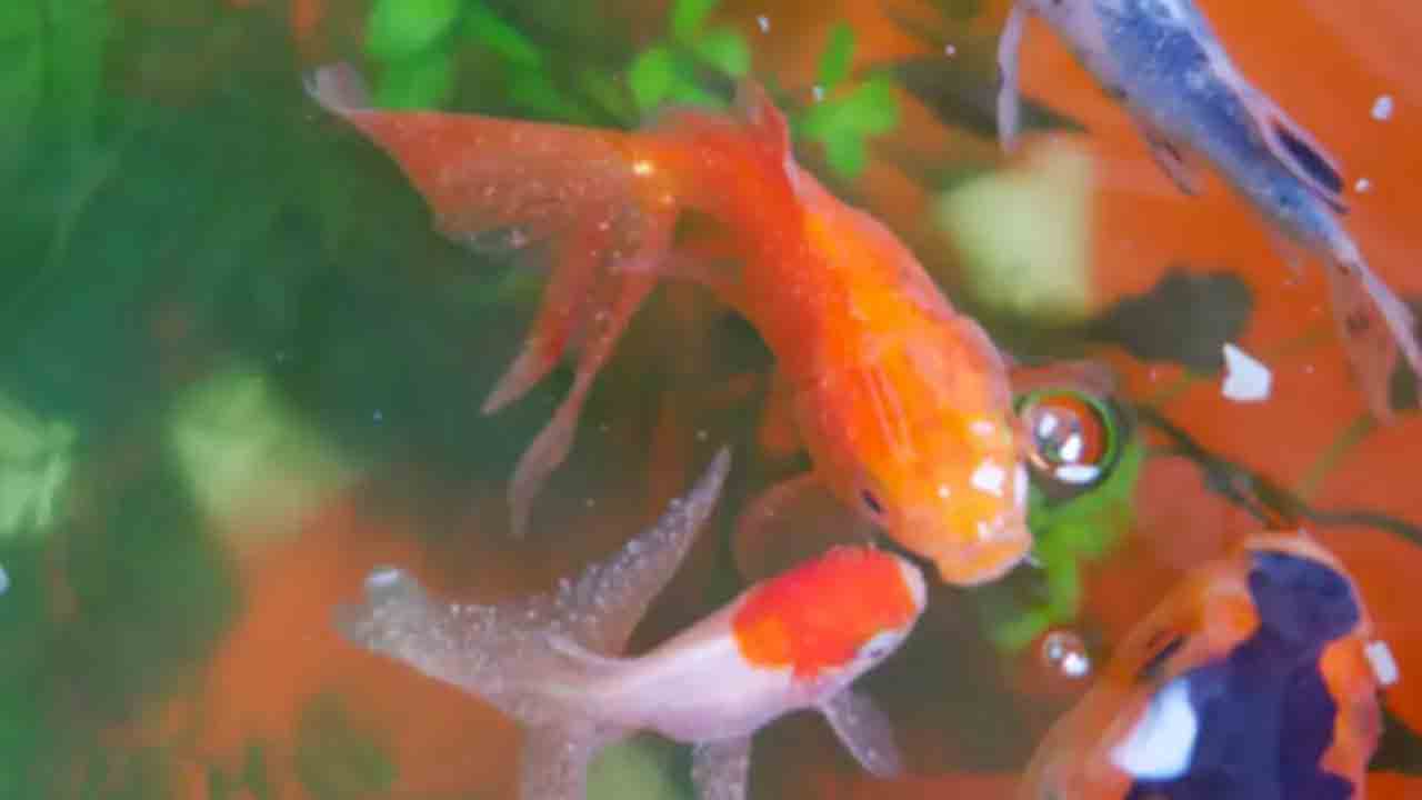 Pet fish’s death | అక్వేరియంలోని చేప చనిపోయిందన్న మనస్తాపంతో.. బాలుడు ఆత్మహత్య