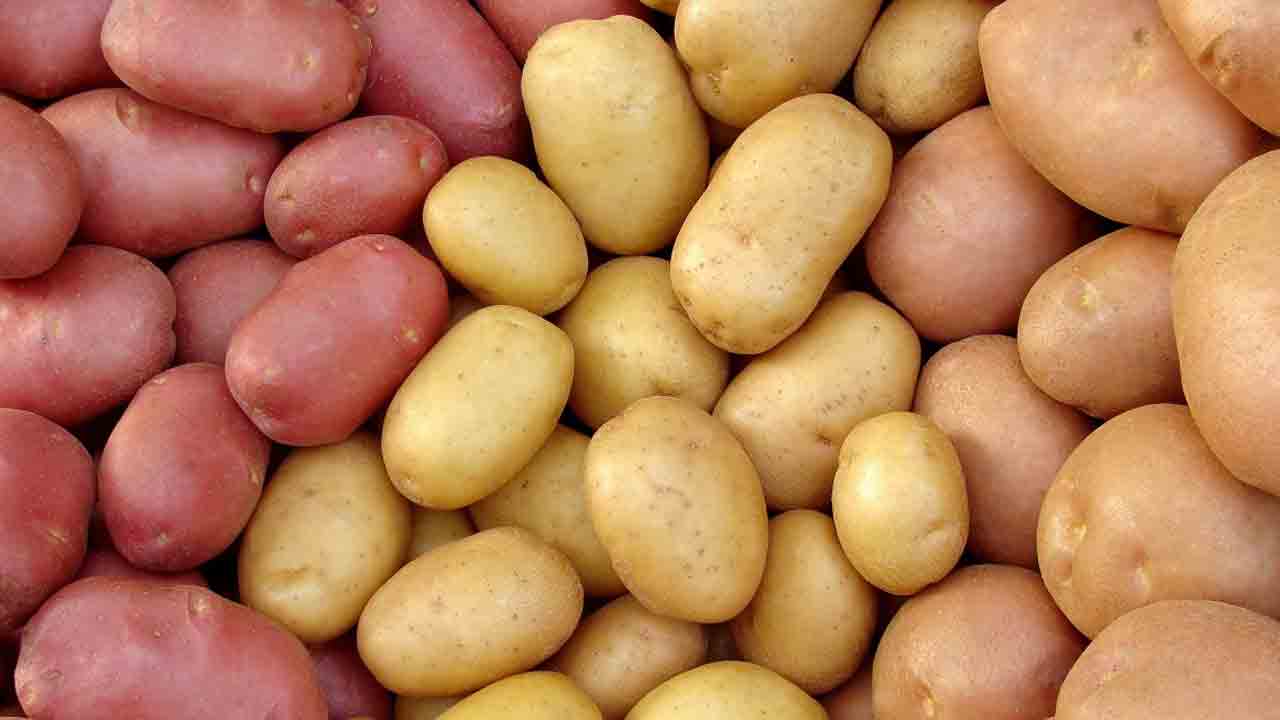 మరిన్ని జన్యు మార్పిడి పంటలు