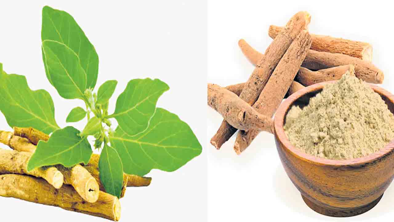 Ashwagandha | అశ్వగంధ మహిళలు తీసుకొవచ్చా? ఆరోగ్యానికి మంచిదేనా?
