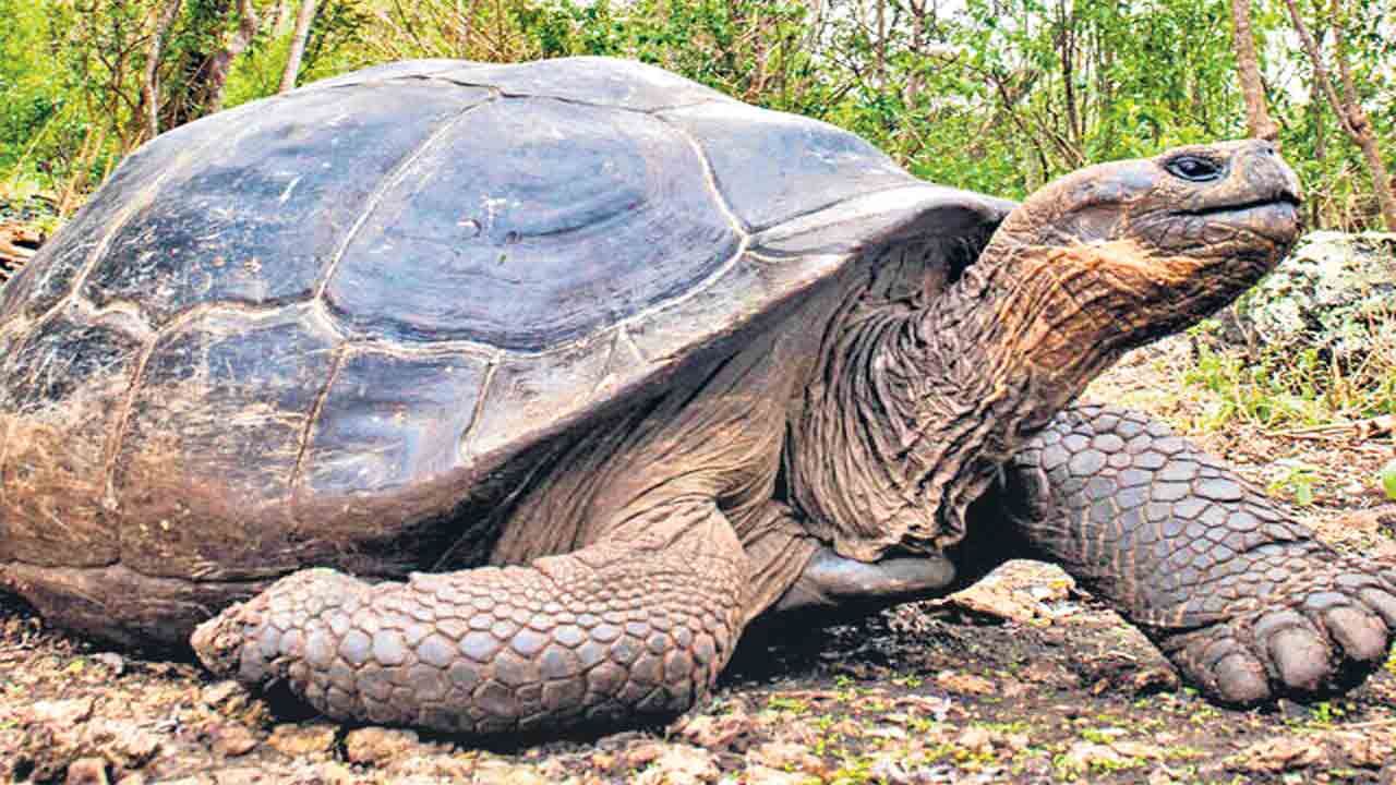 జంతువులు, పక్షులను పెంచుకోవాలంటే వన్యప్రాణి సంరక్షణ చట్టం తెలియాల్సిందే