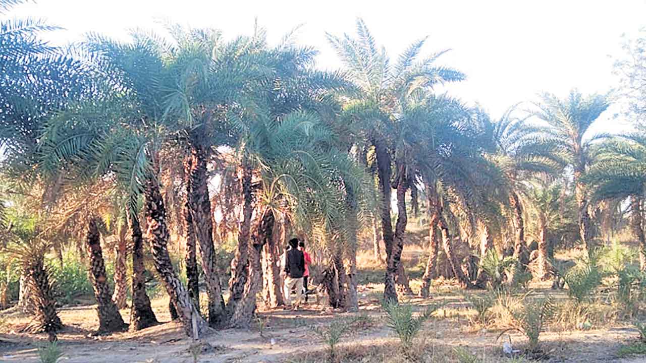 అభివృద్ధి చెందుతున్న గీత కార్మికులు